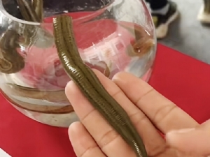 九州酷游(酷游·ku游)成苗