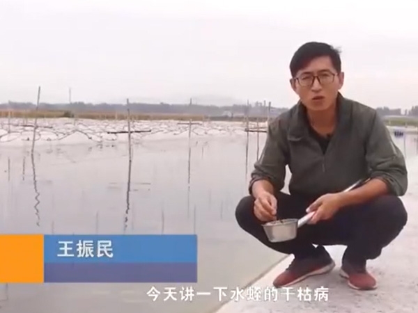 九州酷游(酷游·ku游)干枯病产生涯法规及防治步骤