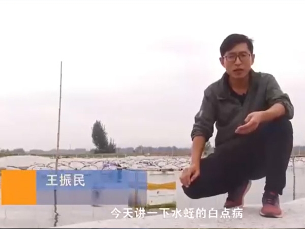 九州酷游(酷游·ku游)白点病产生涯法规及防治步骤