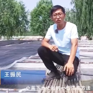 九州酷游(酷游·ku游)幼苗下水后确把稳和操作