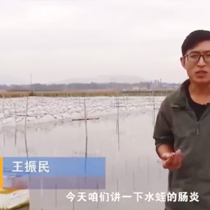 九州酷游(酷游·ku游)胀气型肠炎产生法规及防治步骤