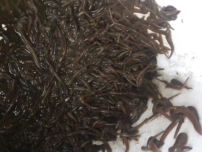九州酷游(酷游·ku游)幼苗