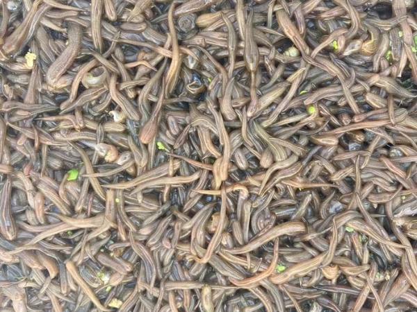 九州酷游(酷游·ku游)卵茧