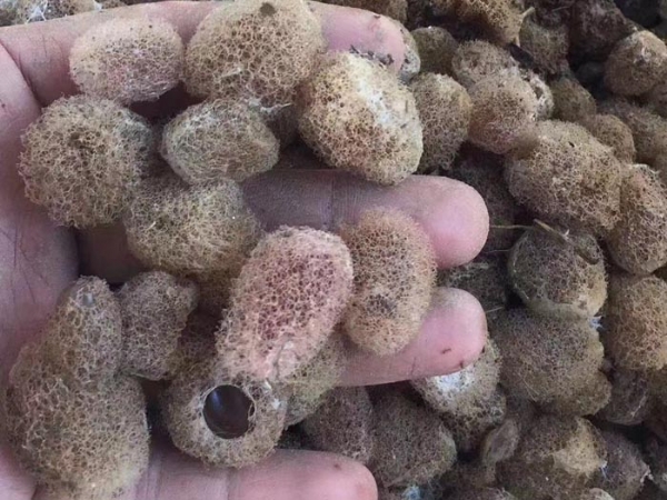 九州酷游(酷游·ku游)卵茧