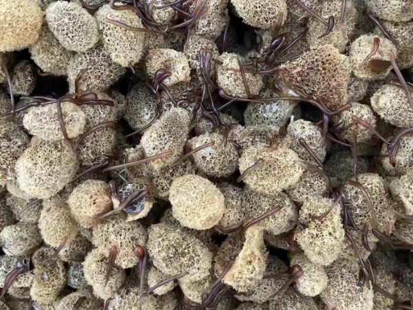 九州酷游(酷游·ku游)卵茧