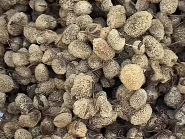 九州酷游(酷游·ku游)卵茧