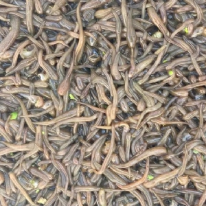 九州酷游(酷游·ku游)卵茧