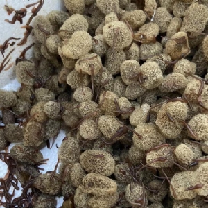 九州酷游(酷游·ku游)卵茧
