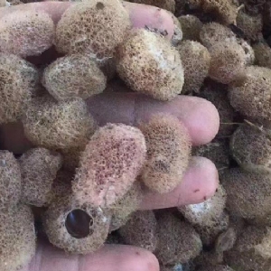 九州酷游(酷游·ku游)卵茧