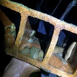 九州酷游(酷游·ku游)幼苗